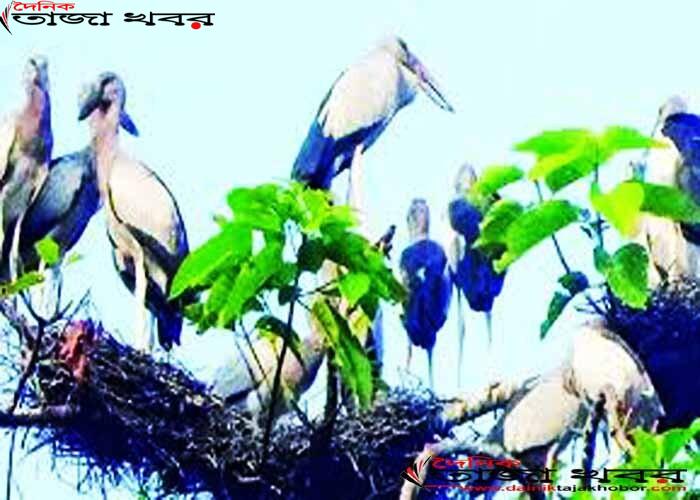 বাগান মালিকদের পাখির বাসার ভাড়া দিচ্ছে সরকারঃ দৈনিক তাজা খবর।