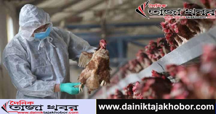 বার্ড ফ্লু'র সংক্রমণ : মানুষের মধ্যে বিরল এক ভাইরাসের প্রথম ধরা পড়লো চীনে: দৈনিক তাজা খবর। 